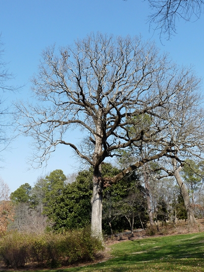 {Quercus stellata}